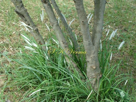   Plants with inflorescences